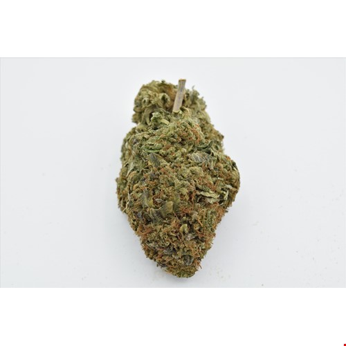 alien OG bee(1).jpg